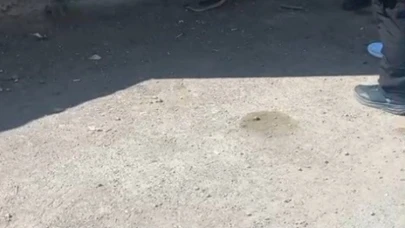 Kars’ta 1 metrelik yılan paniği