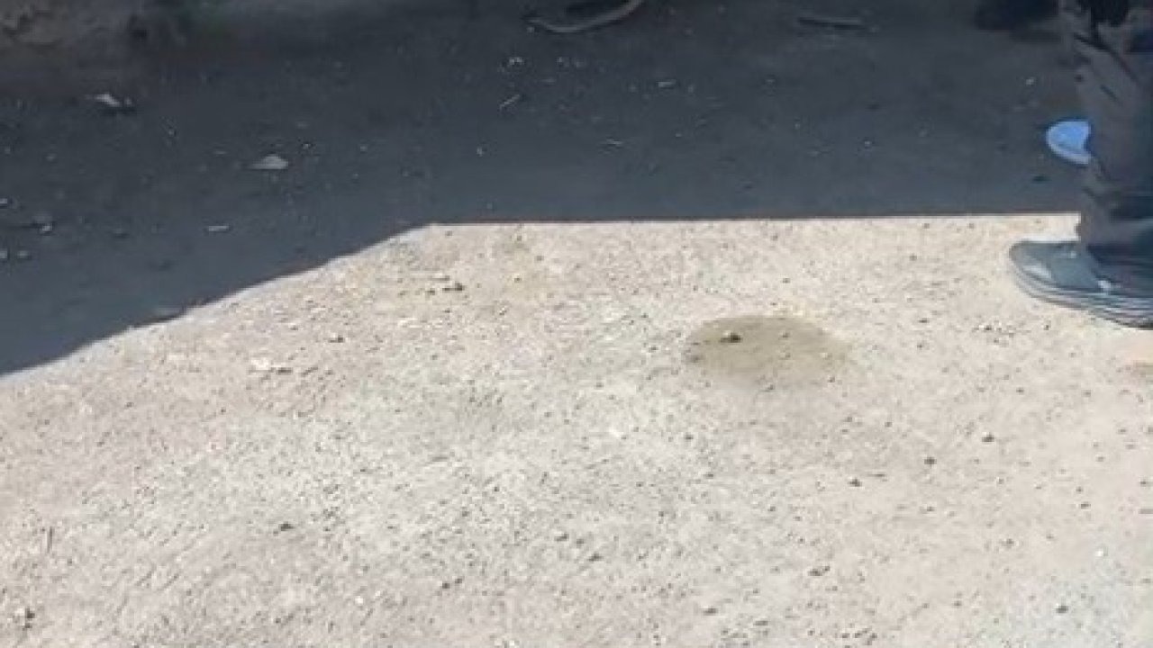 Kars’ta 1 metrelik yılan paniği