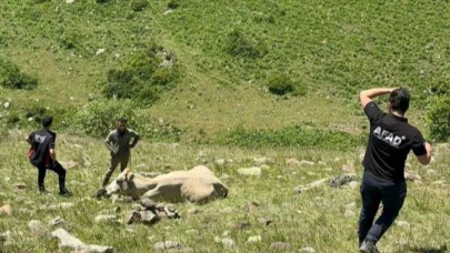 Kayalıklarda mahsur kalan ineği AFAD kurtardı