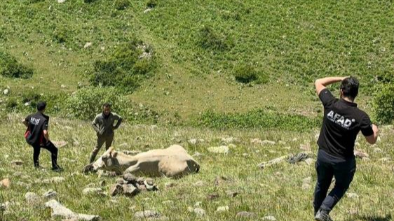 Kayalıklarda mahsur kalan ineği AFAD kurtardı