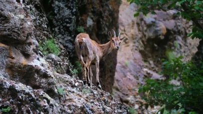 Erzincan’da yaban keçileri havadan görüntülendi