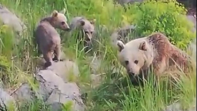 Nemrut Kalderası’nın maskot ayıları yeniden ortaya çıktı