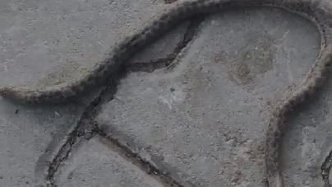 Elazığ’da çift başlı yılan tedirgin etti