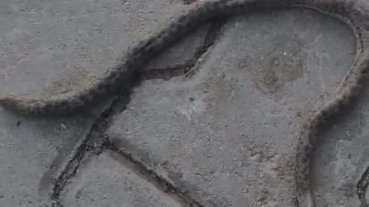 Elazığ’da çift başlı yılan tedirgin etti