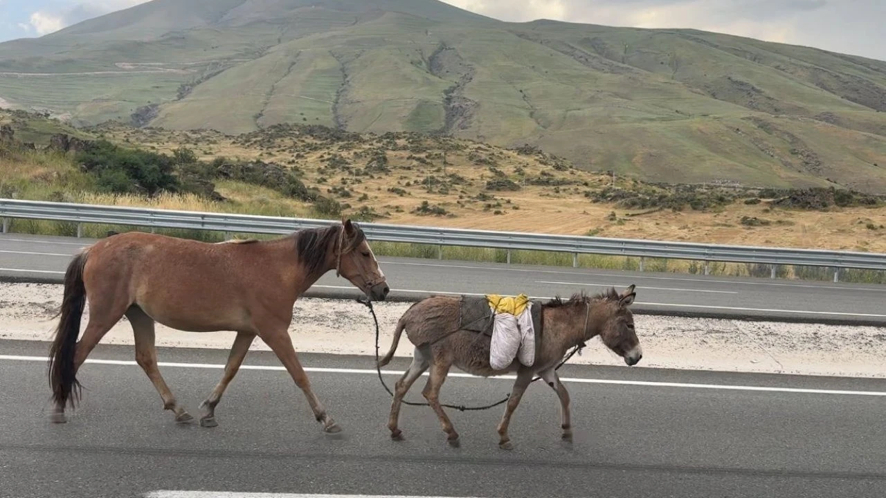 Iğdır’da sürüden ayrılan at ve eşek trafiği tehlikeye düşürdü