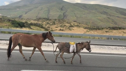 Iğdır’da sürüden ayrılan at ve eşek trafiği tehlikeye düşürdü