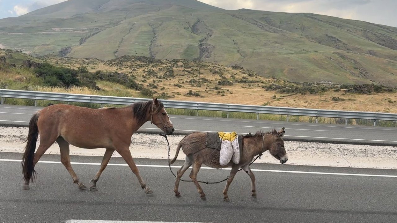Iğdır’da sürüden ayrılan at ve eşek trafiği tehlikeye düşürdü