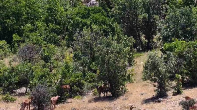 Elazığ’da dağ keçileri, görüntüleri ile hayran bıraktı