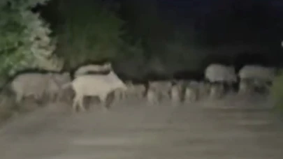 Elazığ’da domuz sürüsü yola indi