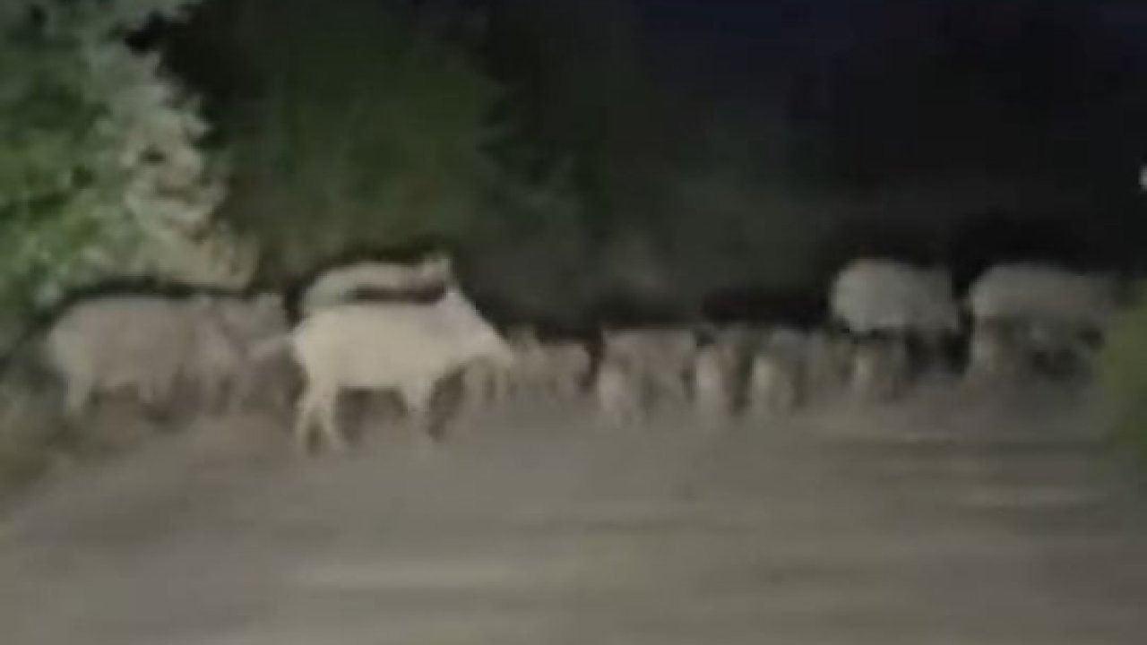 Elazığ’da domuz sürüsü yola indi