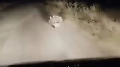 Elazığ’da nesli tükenme tehlikesi altında olan oklu kirpi görüntülendi
