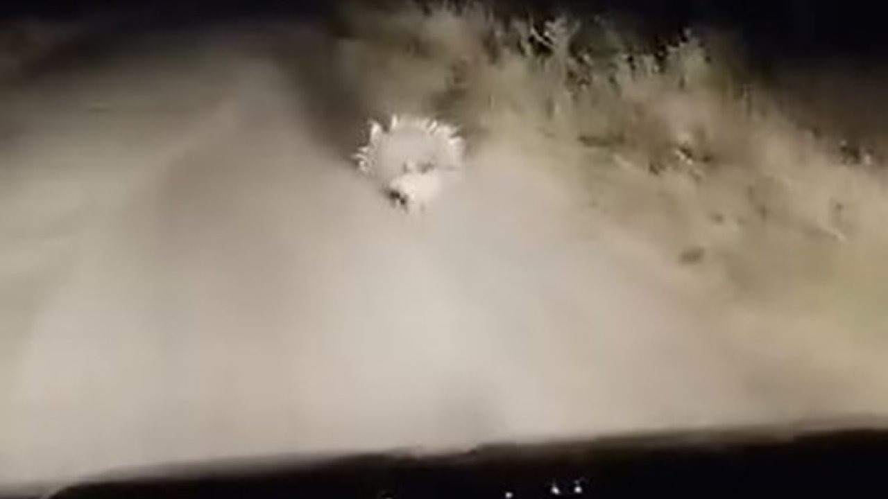 Elazığ’da nesli tükenme tehlikesi altında olan oklu kirpi görüntülendi