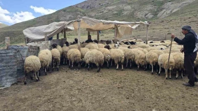 Kiraladıkları yaylada hayvancılık yaparak geçimlerini sağlıyorlar