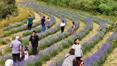 Emekli öğretmenin kurduğu lavanta bahçesi dünyanın dört bir yanından misafirlerini ağırlıyor