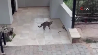 Yılana kafa tutan kedi
