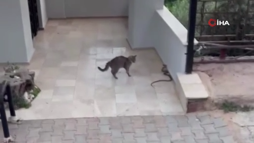 Yılana kafa tutan kedi