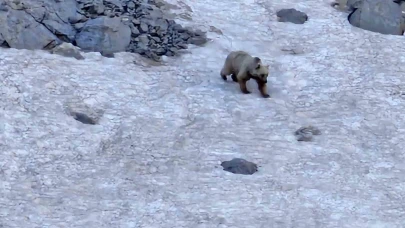 Hakkari’de dağcılar ayı ve dağ keçisi görüntüledi