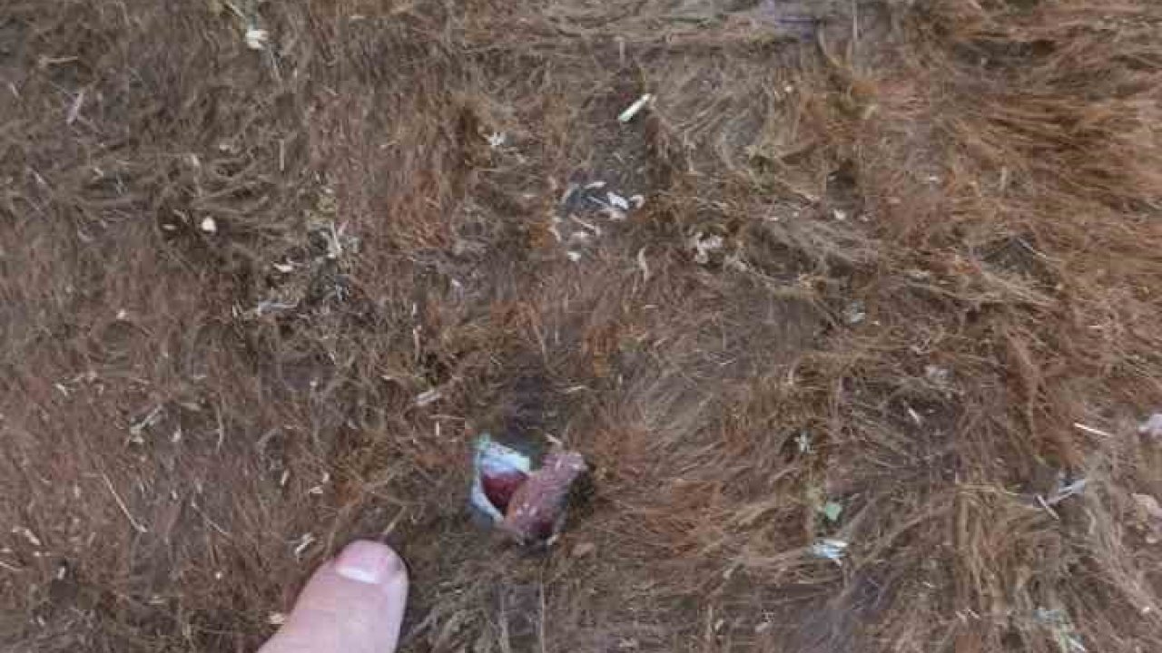 Yayla kavgası: 1 yaralı