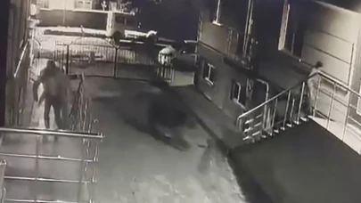 Sarıkamış’ta ayı vatandaşlardan, vatandaşlar ayıdan kaçtı