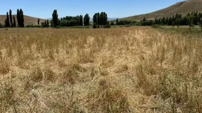 Muş’ta yaban domuzları ekili araziyi talan etti