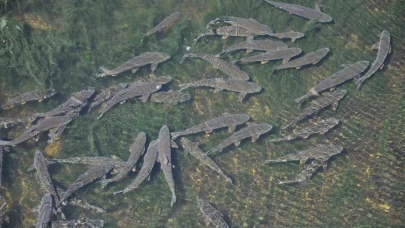 Kars’ta baraj kapağı kapatıldı, yüzlerce balık mahsur kaldı