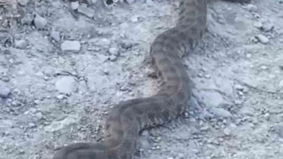 Elazığ’da görüntülenen yılan tedirgin etti