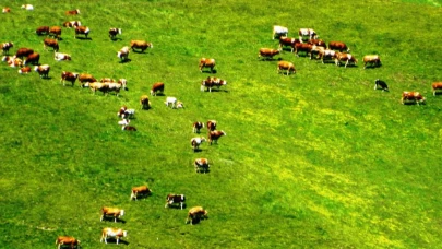 Posof’ta yayla mevsimi başladı