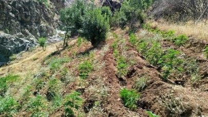 Bingöl’de uyuşturucu operasyonu