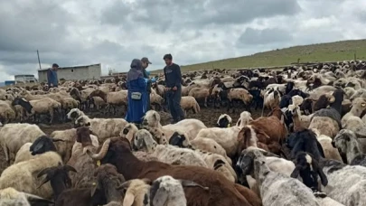 Koyun ve keçilere kulak küpesi takılıyor