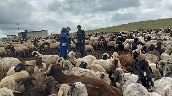 Koyun ve keçilere kulak küpesi takılıyor