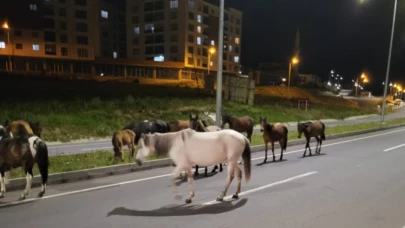 Ardahan’da başıboş atlar trafikte tehlike saçıyor