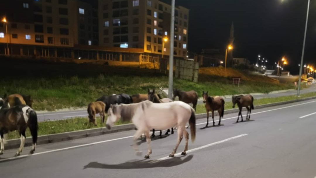 Ardahan’da başıboş atlar trafikte tehlike saçıyor