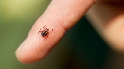 Sural'dan Kırım Kongo Kanamalı Ateşine Dikkat!