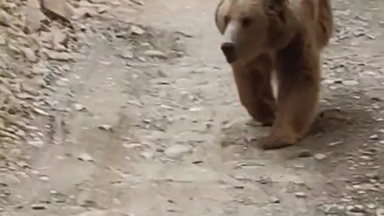 Tunceli’de dağ keçileri ve ayı ailesi kamerada