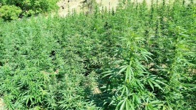 Bingöl’de  bin 400 kök kenevir bitkisi ele geçirildi