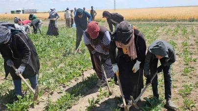 Adilcevaz’da kavurucu sıcakta ekmek mücadelesi
