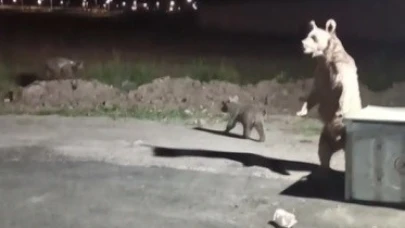 Kars’ta 1 kişi ayı saldırısından son anda kurtuldu