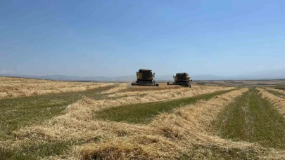 Kars’ta Ata tohumu arpa ile bereket fışkırdı: Çiftçinin yüzü güldü