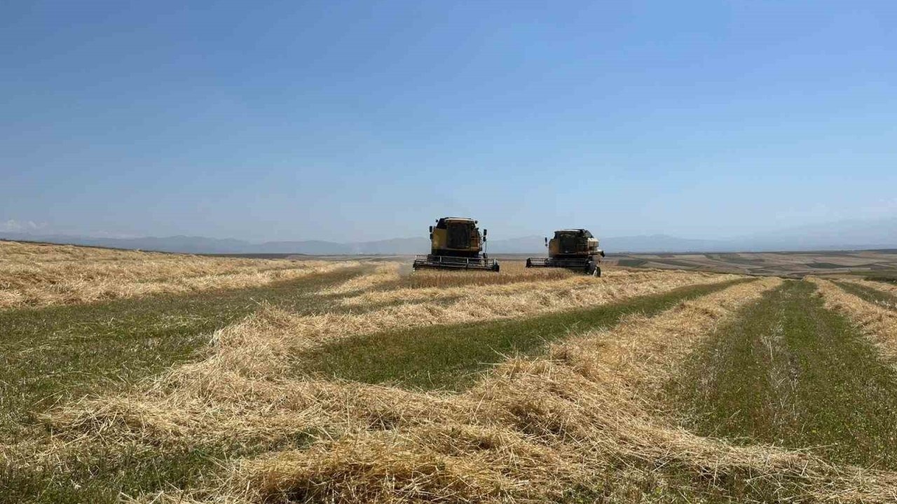 Kars’ta Ata tohumu arpa ile bereket fışkırdı: Çiftçinin yüzü güldü