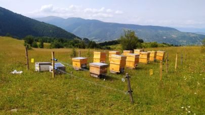 Posof’ta meralarında arıcılık sezonu devam ediyor