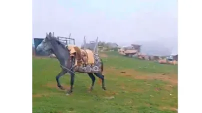 Bilbilan'da at hırsızlığı!