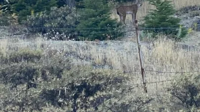 Elazığ’da nesli tükenmekte olan vaşak görüldü