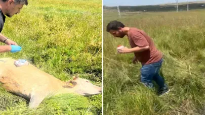 Ardahan Tarım Müdürlüğü şap salgınında yetersiz kaldı, hayvan ölümleri başladı!