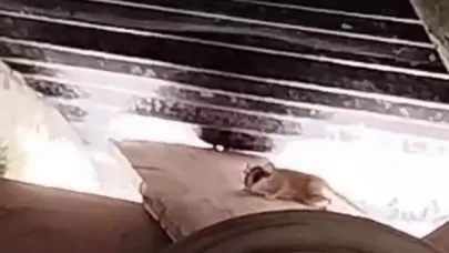 Tunceli’de ilk kez görüntülendi, sevimli hareketleriyle dikkatleri üzerine çekti