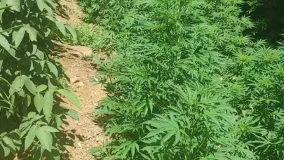 Bingöl’de 17 bin kök kenevir ele geçirildi