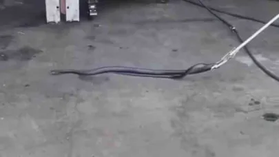 Bingöl’de tamirciye giren yılan paniğe neden oldu