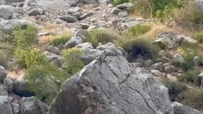 Erzincan Karanlık Kanyon’da anne ve yavru dağ keçisi görüldü