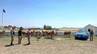 Kars’ta kaybolan büyükbaş hayvanlar bulundu