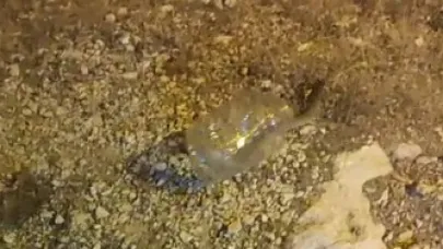 Tunceli’de kız yurdunda yakalanan engerek doğaya bırakıldı