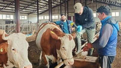 Ardahan'da şap seferberliği